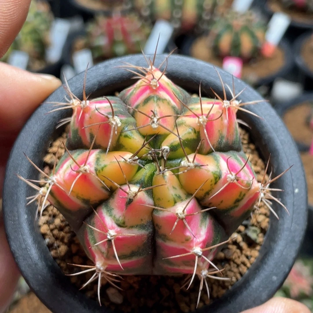 当前无花朵，栽培后可花朵