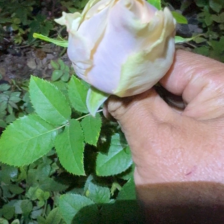 无花朵甜蜜卡洛琳小苗
