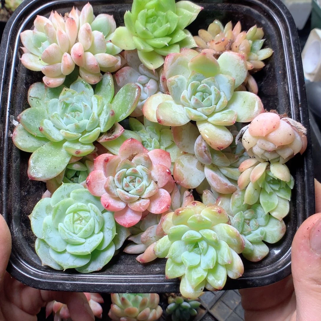 无花朵H12一个根根一天一天英语英语