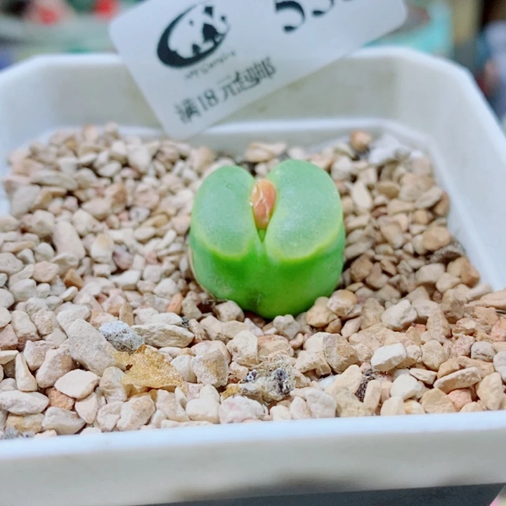 生石花花花花花开了558
