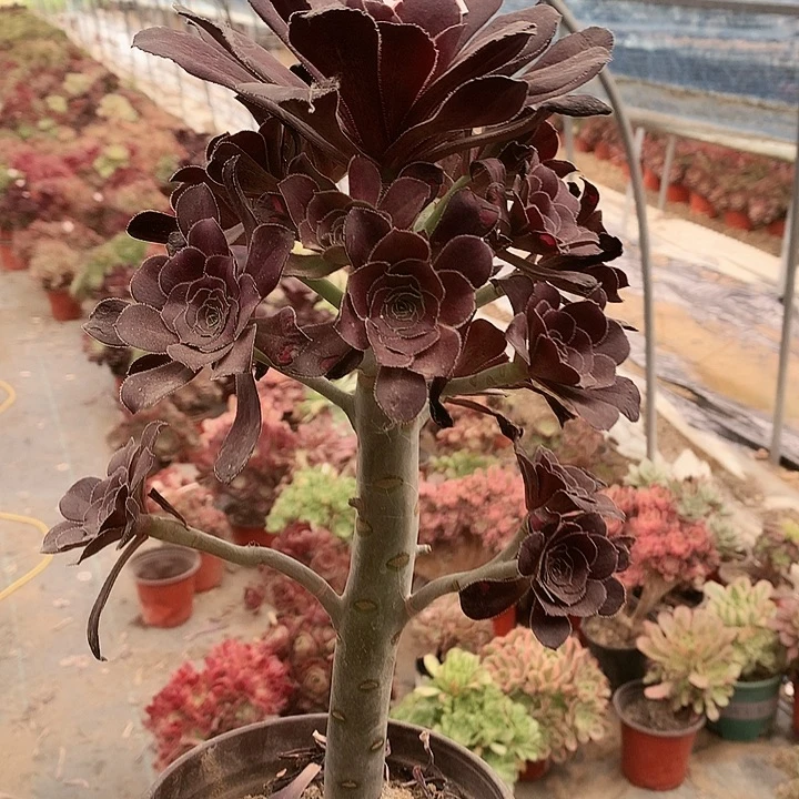 309圆叶黑多肉植物