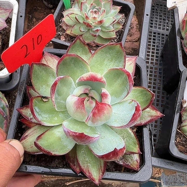 惊鸿一物一拍包装收缩花旱210有瑕疵