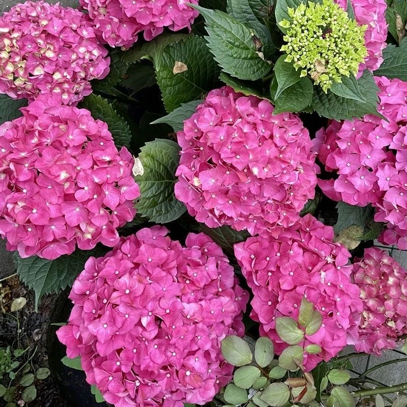粉色绣球室内绿植盆栽四季开花新手养花基地直发办公室家居摆设