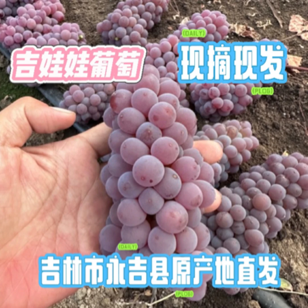 吉林永吉头茬新鲜饱满多汁吉娃娃葡萄果园直达餐桌当季水果