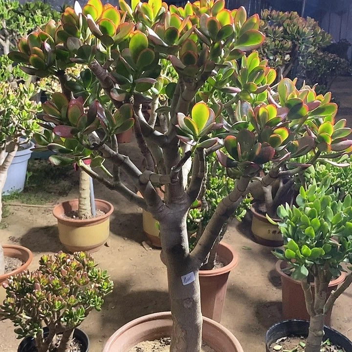 清**姐260黄金花月一物一拍