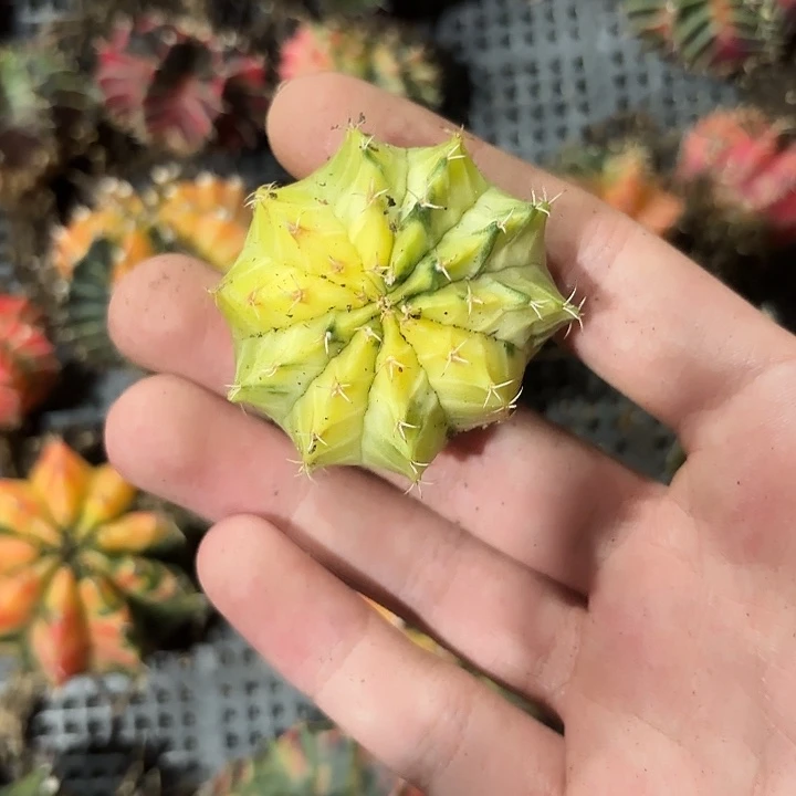 @***晞998-0804泰国发货