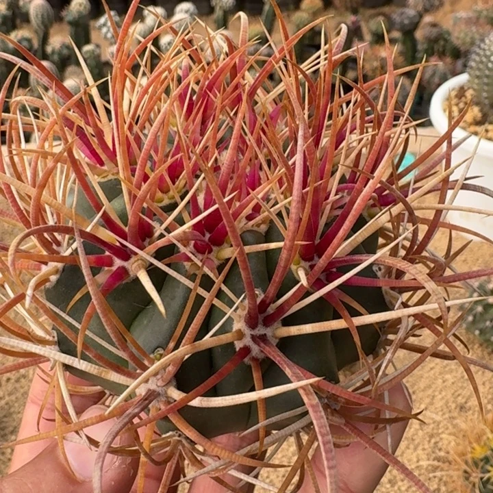 红冠龙966666666666