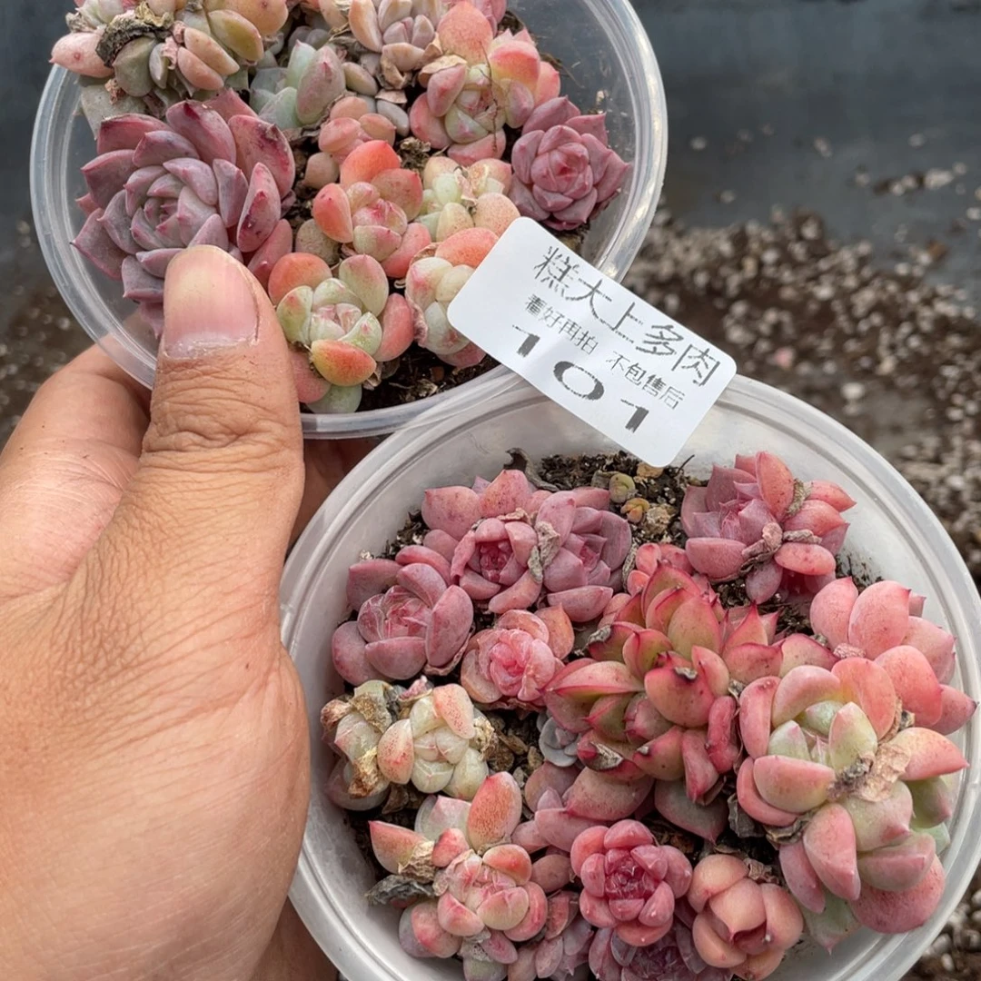 糕大上多肉植物101