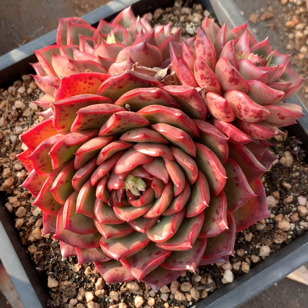 5270杂交多肉植物基地