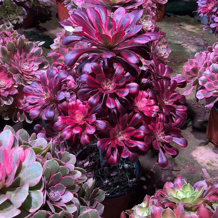 多肉植物香奈儿00125