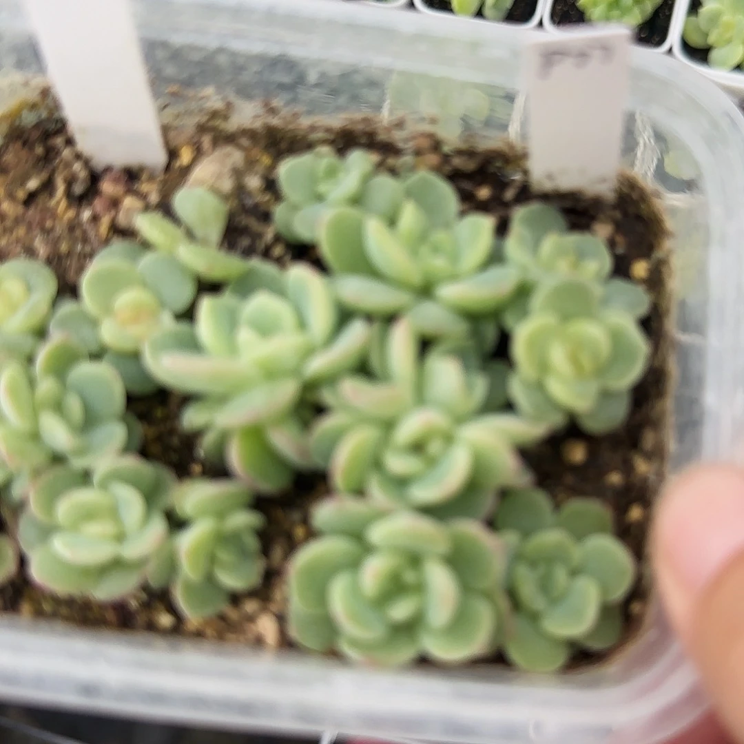 P77/大宁混合切糕一个满25包邮