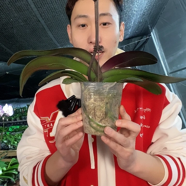 无花朵安娜蝴蝶兰