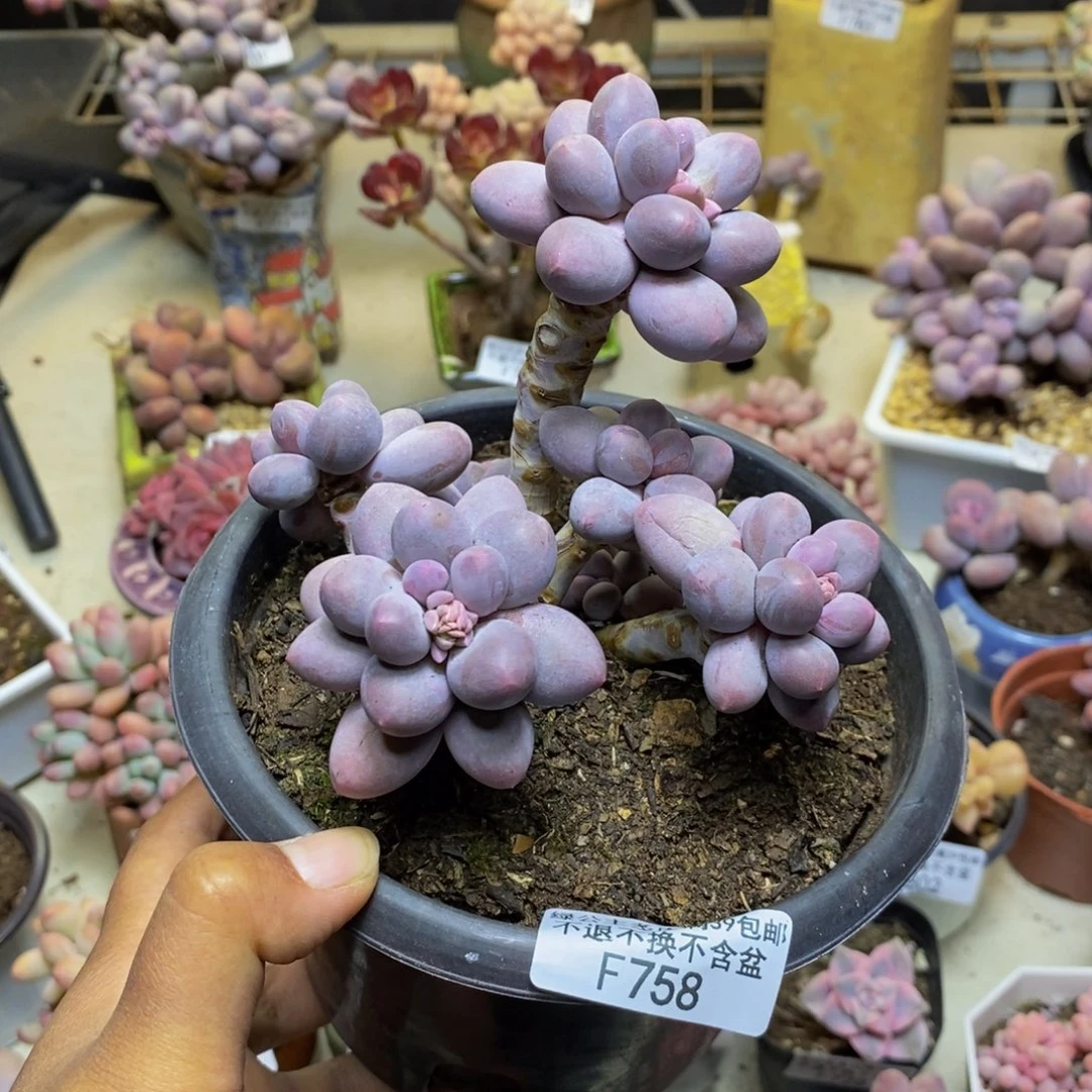 江*.758香水手指奶多肉9c m