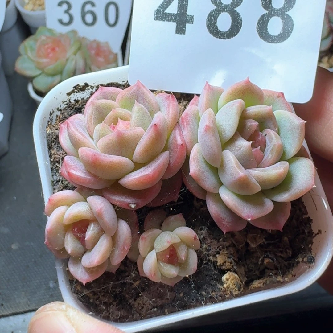甜心群生            精美多肉植物