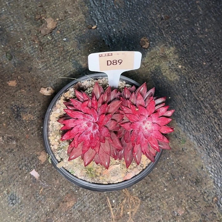 国**?鱼美人一物一拍D89