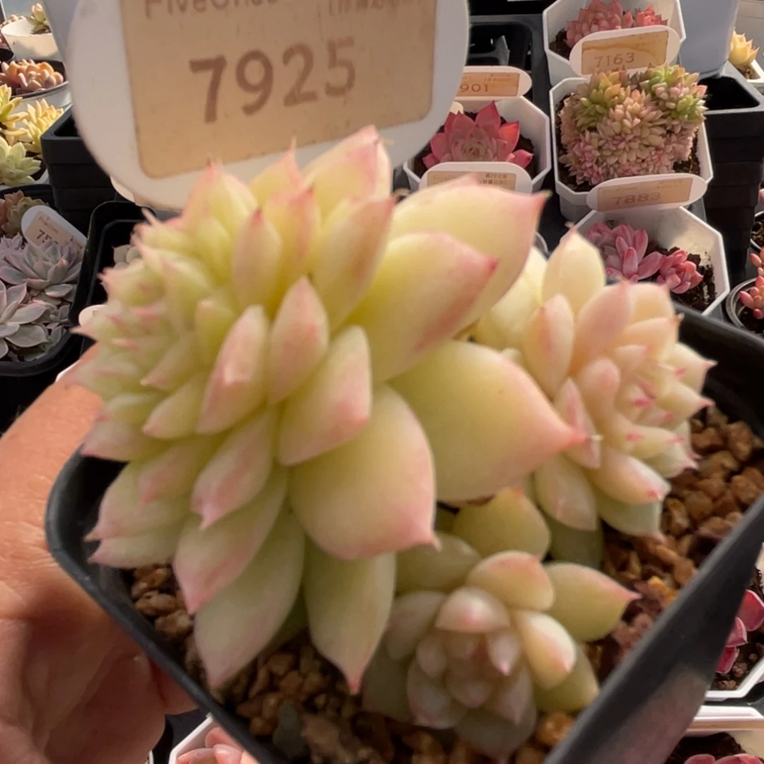 翡翠7925-5.5厘米