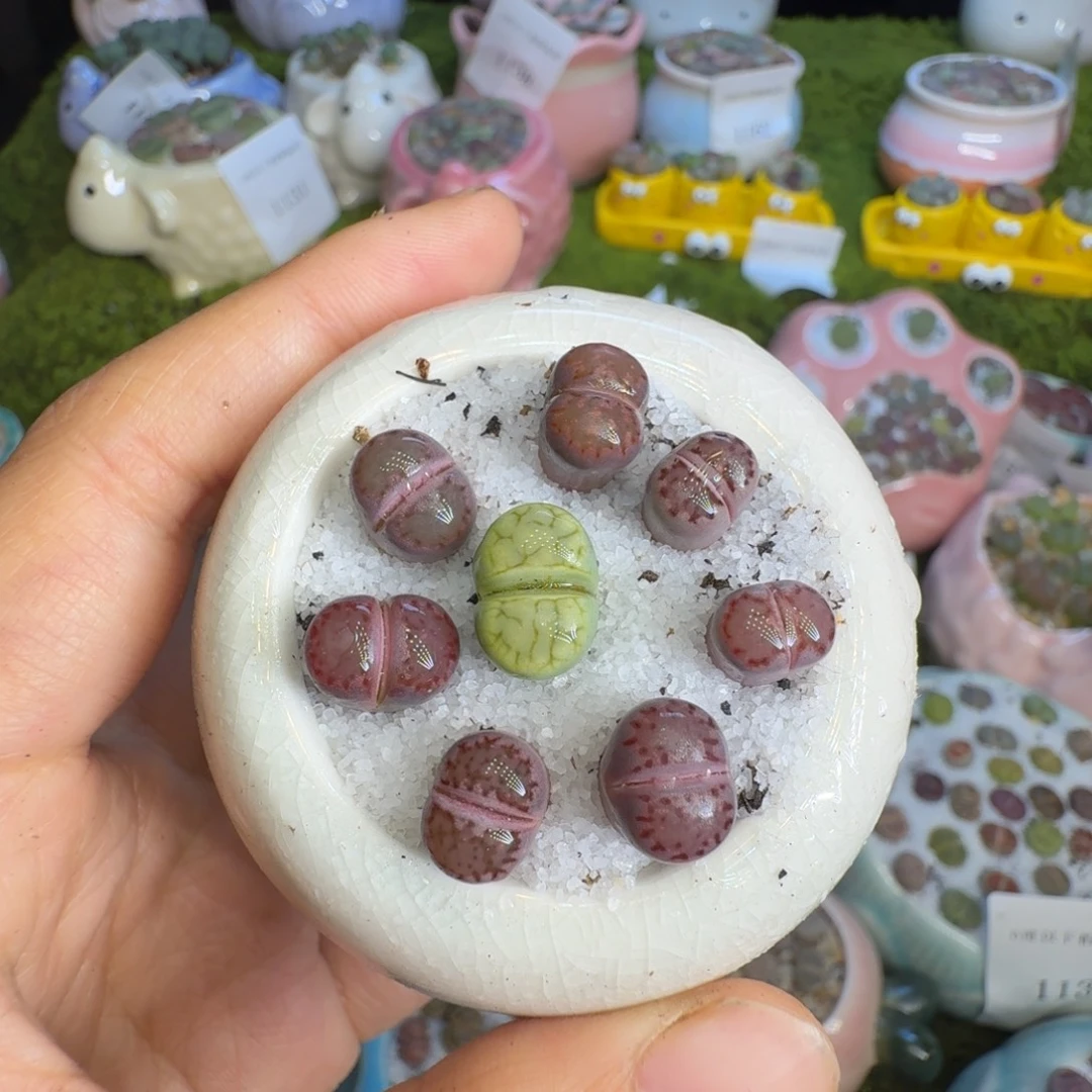 麻***虫多肉植物一物一拍1215