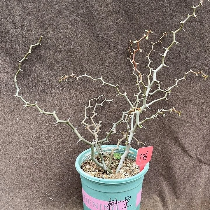 T46树型弯曲龙，潮流植物