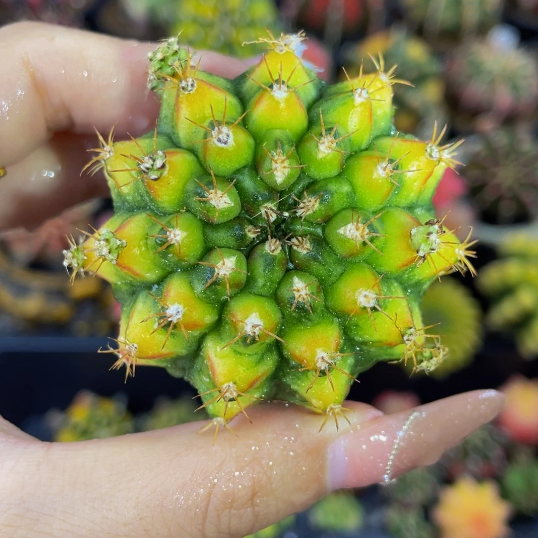 拿玻璃艺术000000000000102