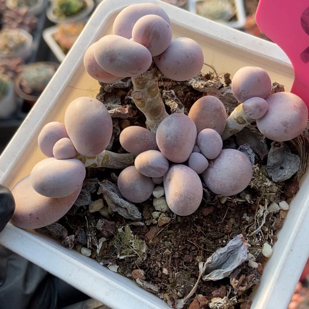 95烟美人多肉zhiwu