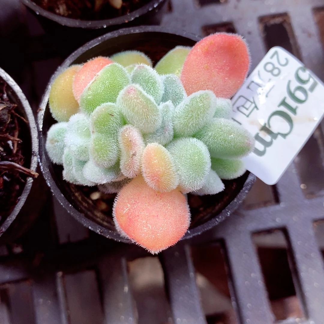 5厘米盆精控多肉591