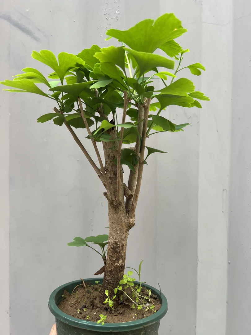 美观易养精品银杏盆景矮霸丛林桩室内绿植迷你小盆景盆栽绿植老桩