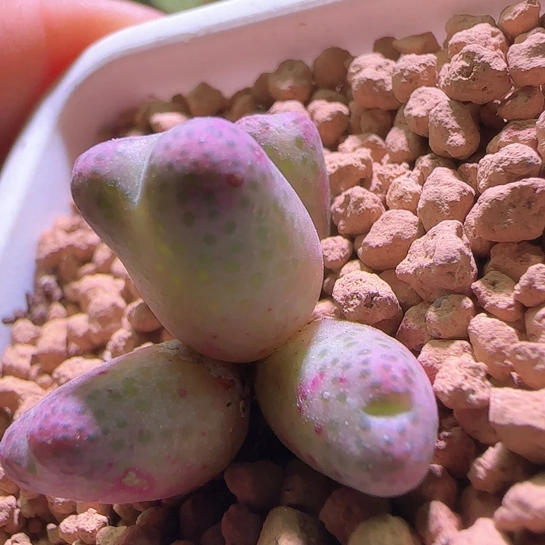 斑马。            337