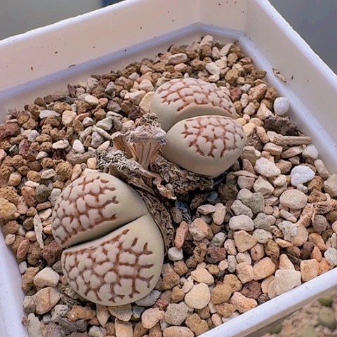 EF57贺网纹母本白底红纹双头带盆