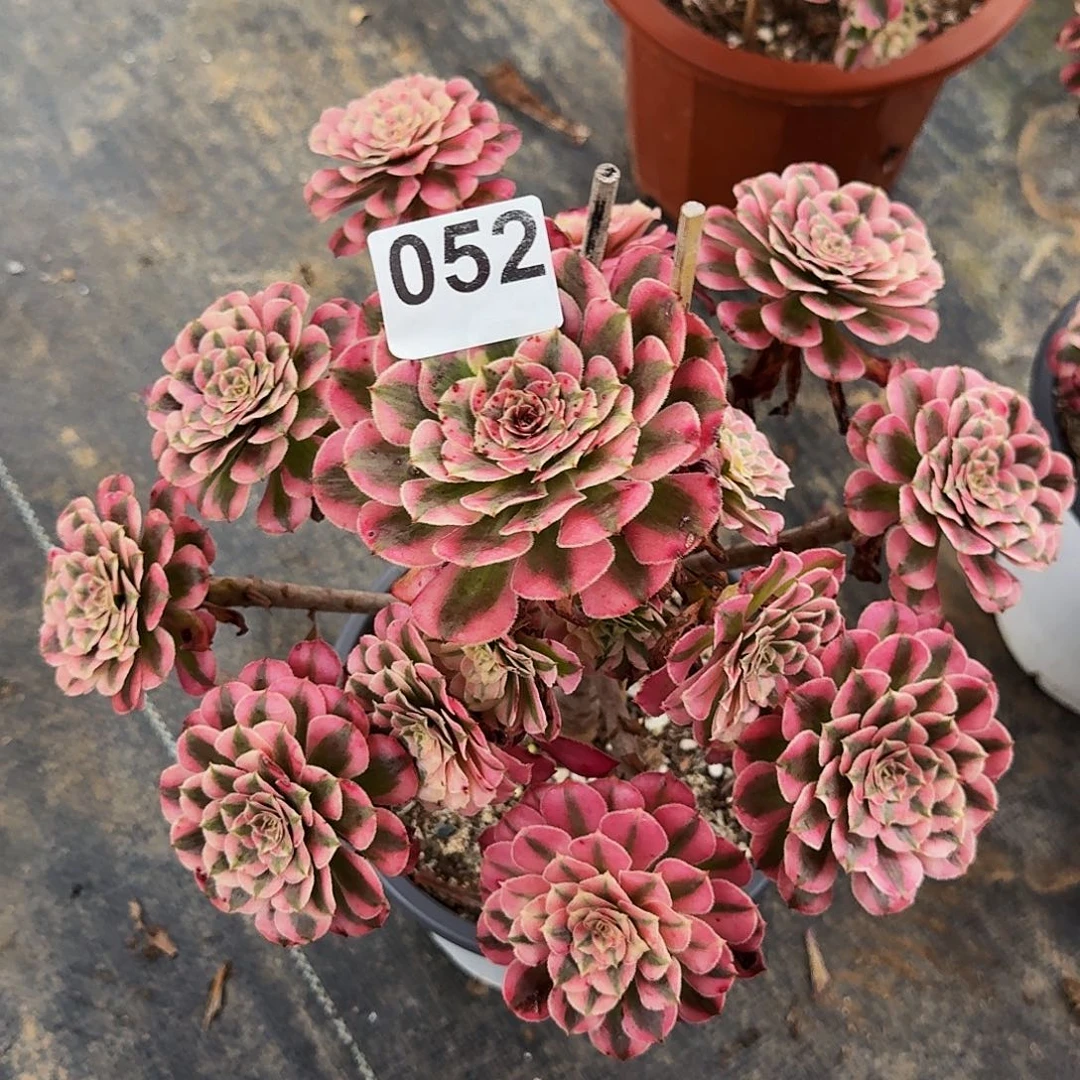 角***色052红铜超白锦福利价