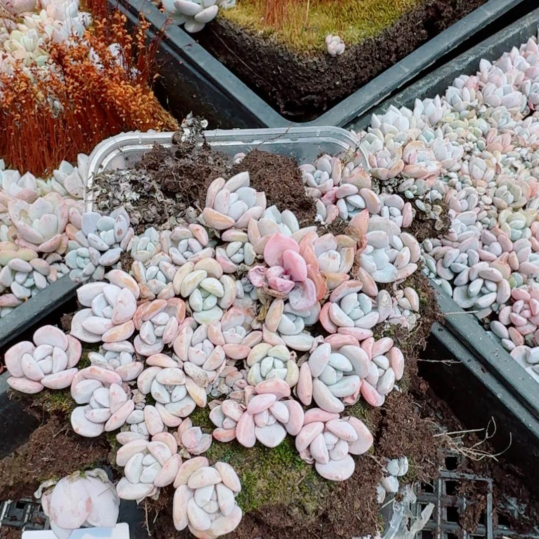 奶盖切糕一份量拍11-60