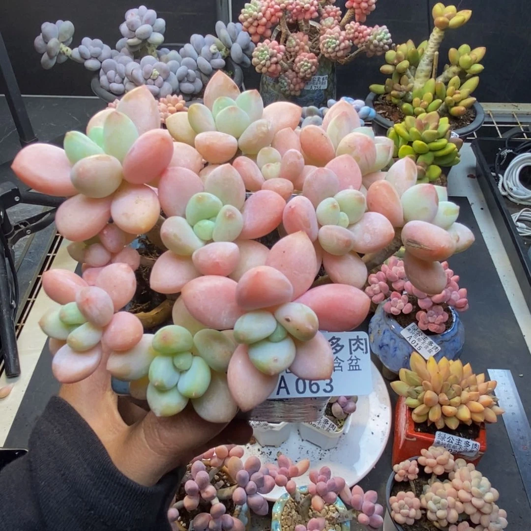 063橘子香水多肉9c m