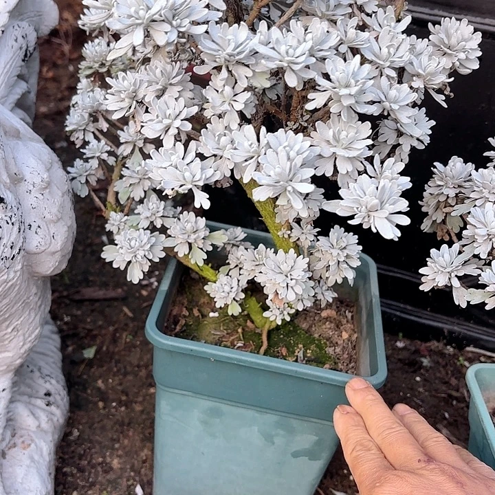 笑***佛无花朵带土球发货