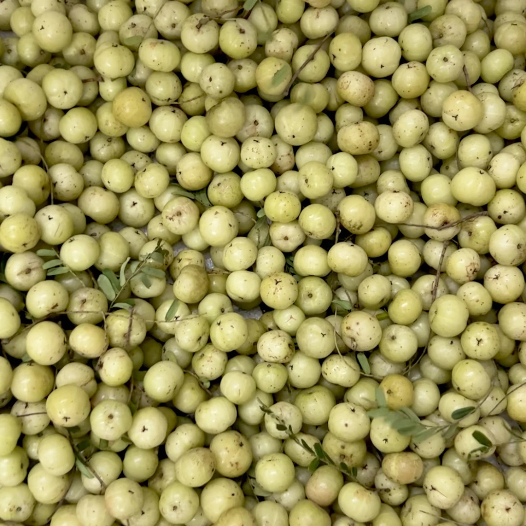 潮之惠新鲜采摘潮汕饼甜油柑果牛甘果高山老树余甘子2斤起中通