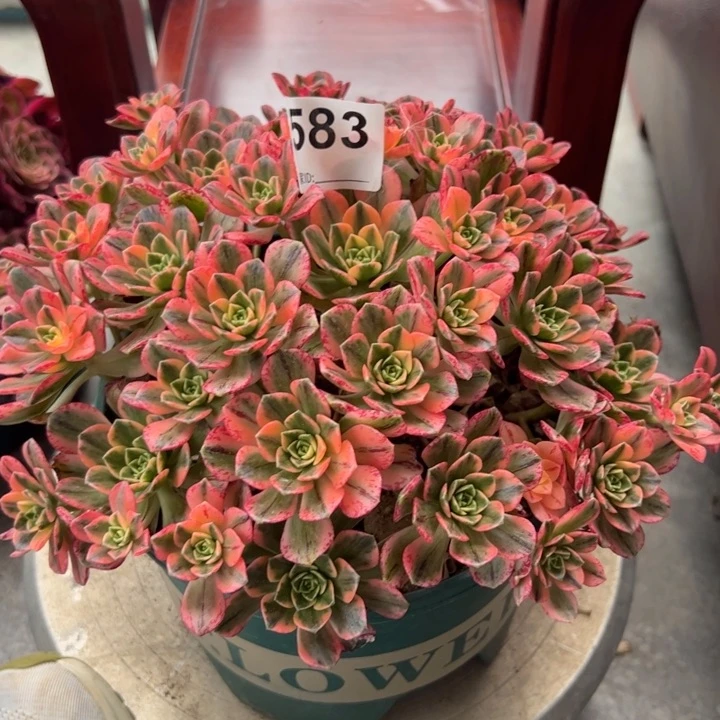 583甜茶22厘米左右半木质