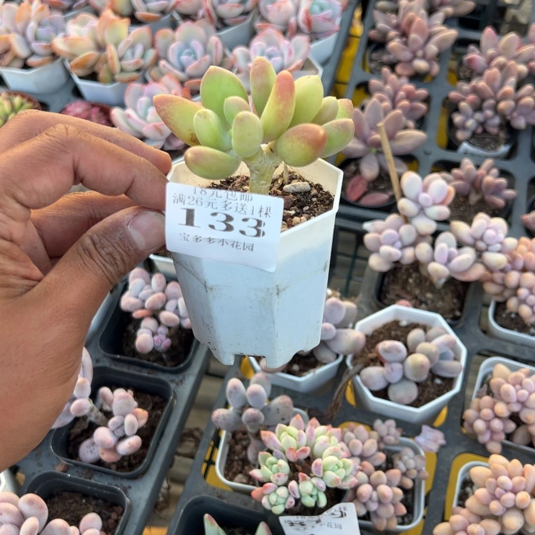 护***厂133号芒果奶酪一物一拍满18包邮