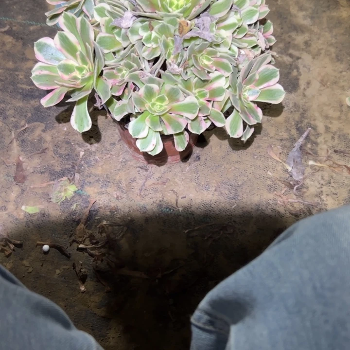 不包段枝一物一拍42