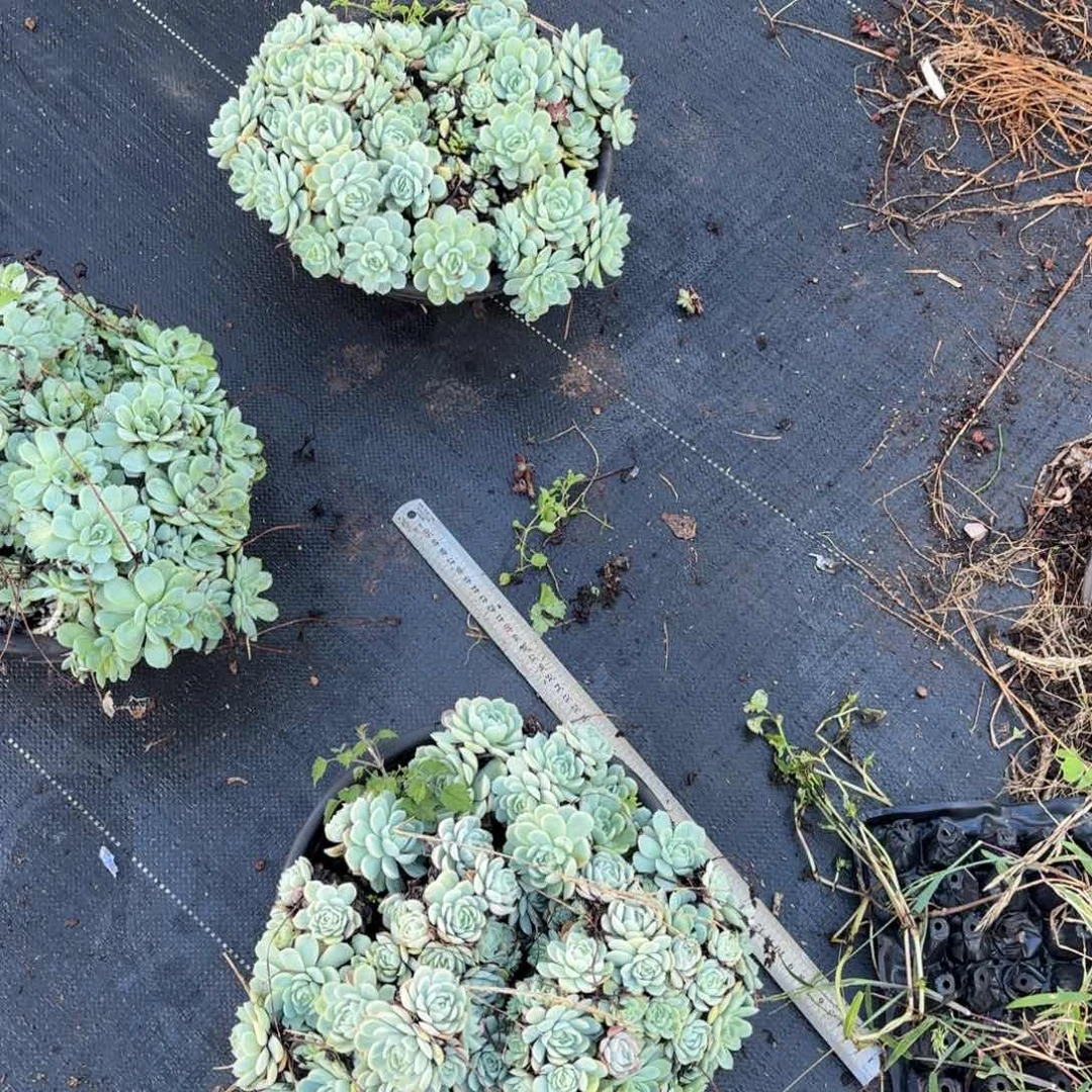两颗贝瑞多肉植物