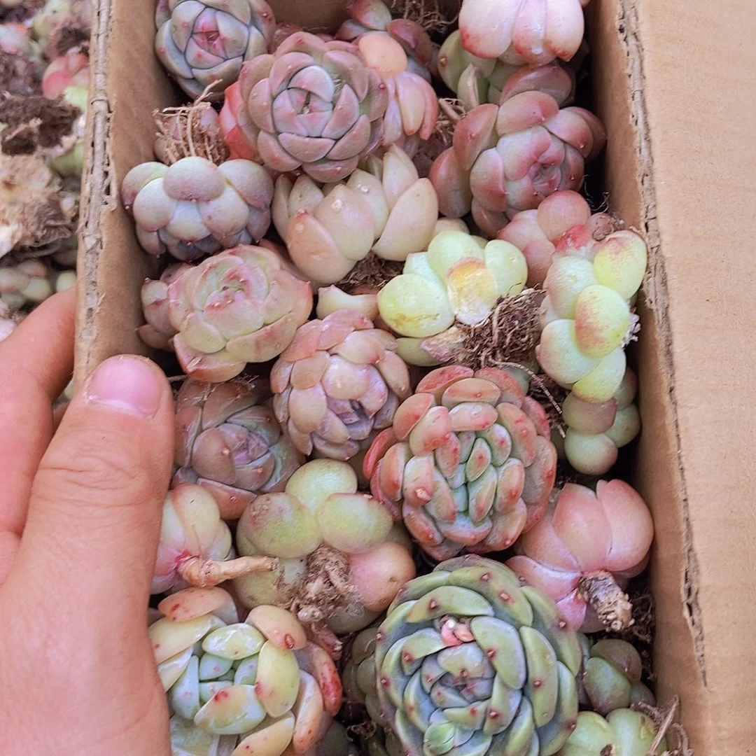 00000000000000002量拍保底50颗