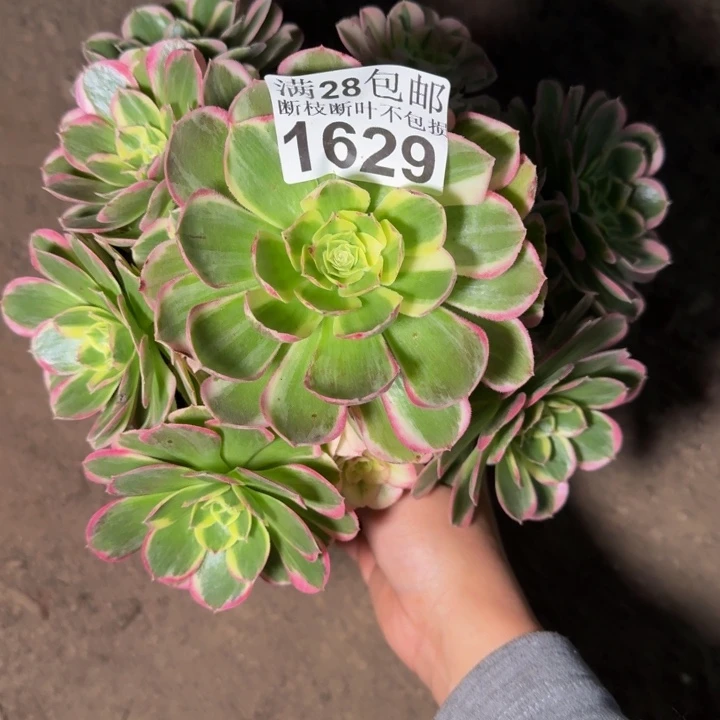 1629南水中月多肉植物