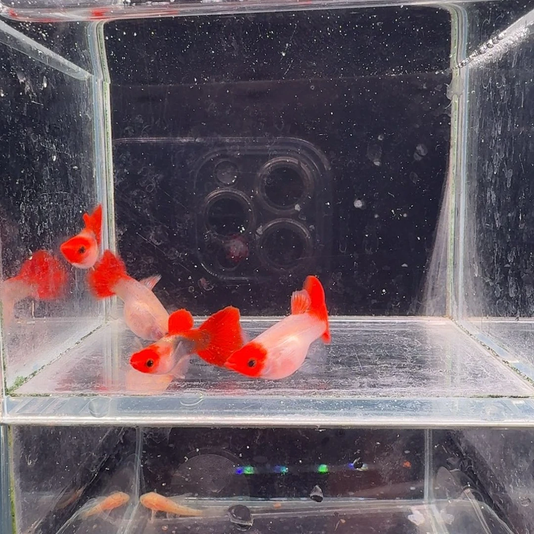 孔雀鱼深海蓝玻璃猫2对