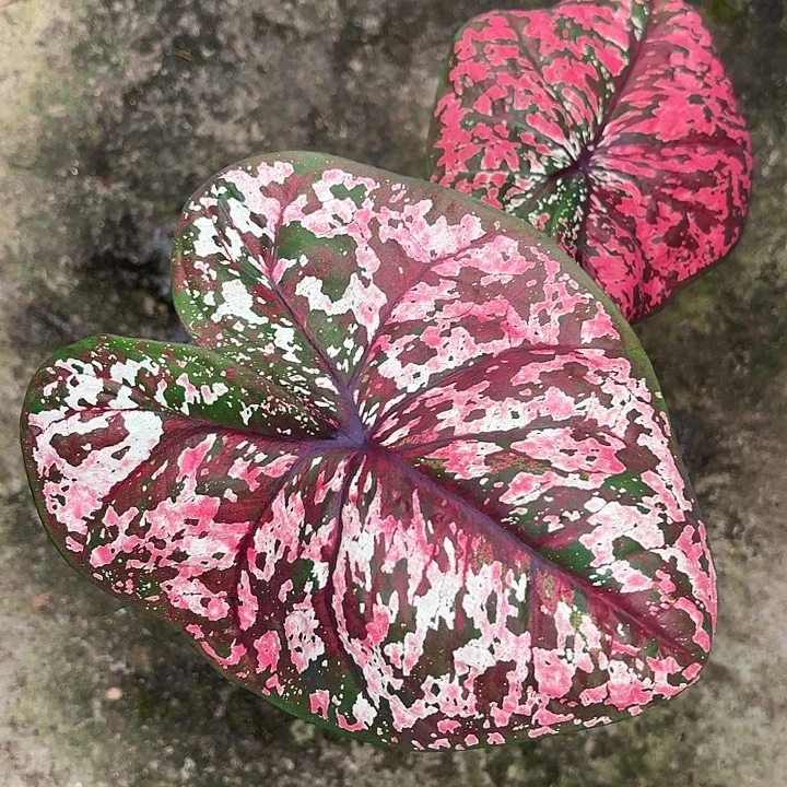 33-1210豹纹广东现货