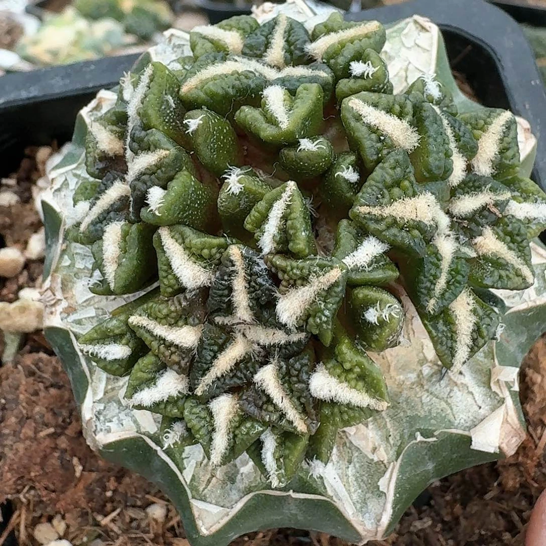 【闪购商品】无花朵群头黑牡丹锦965