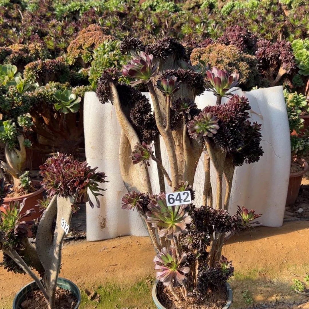 有伤黑缀642高度50厘米