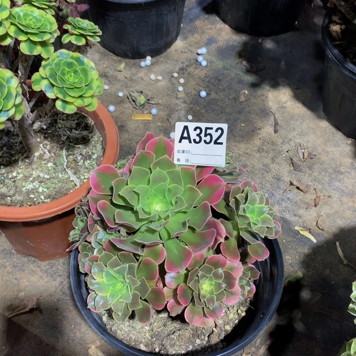 半***过无花朵香352000000