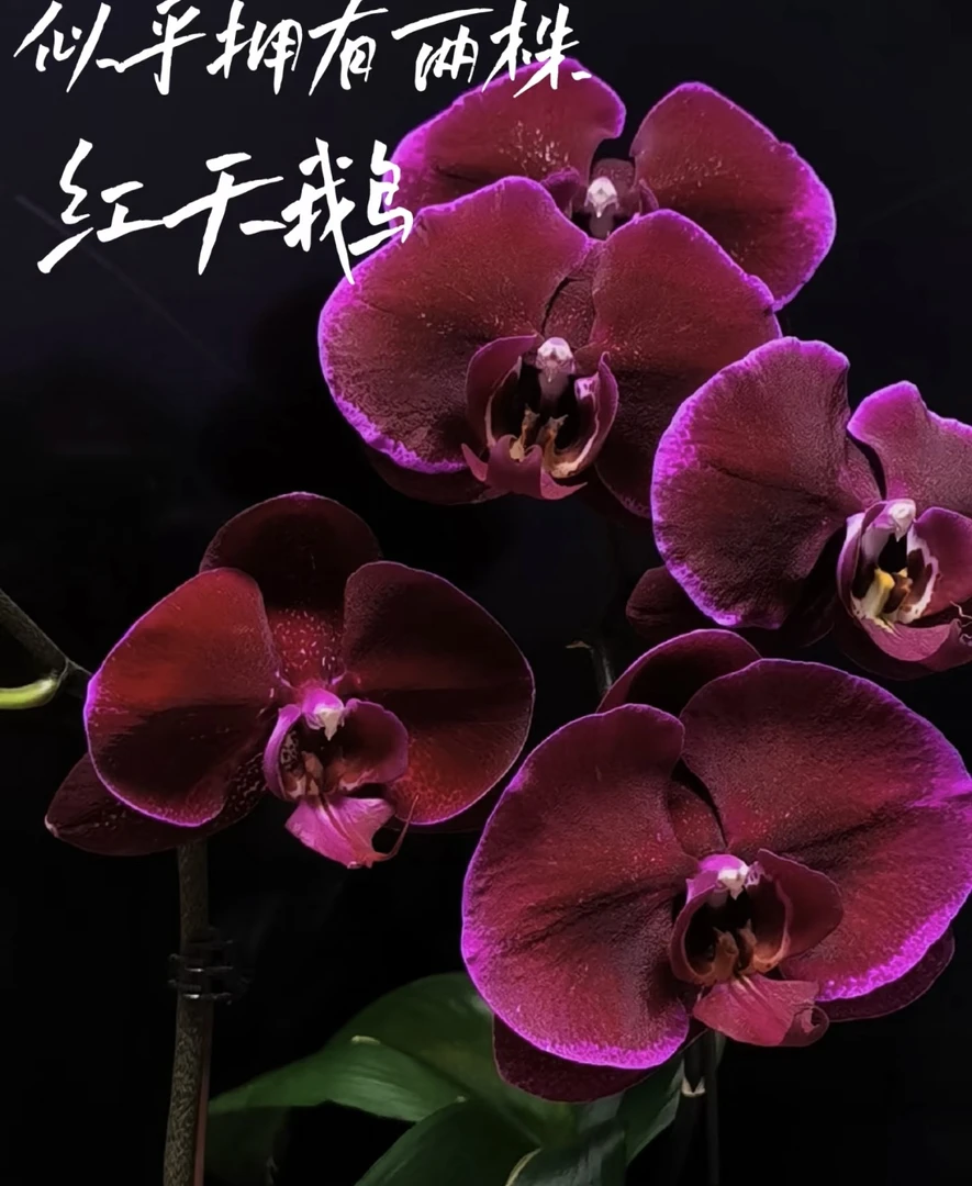 【红天鹅】蝴蝶兰红天鹅3.5寸成熟苗发货