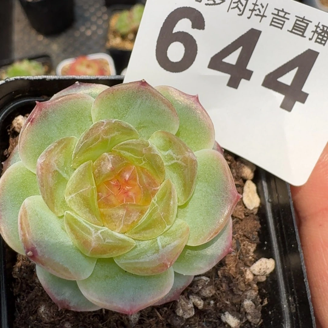 无尽灯母本         多肉植物
