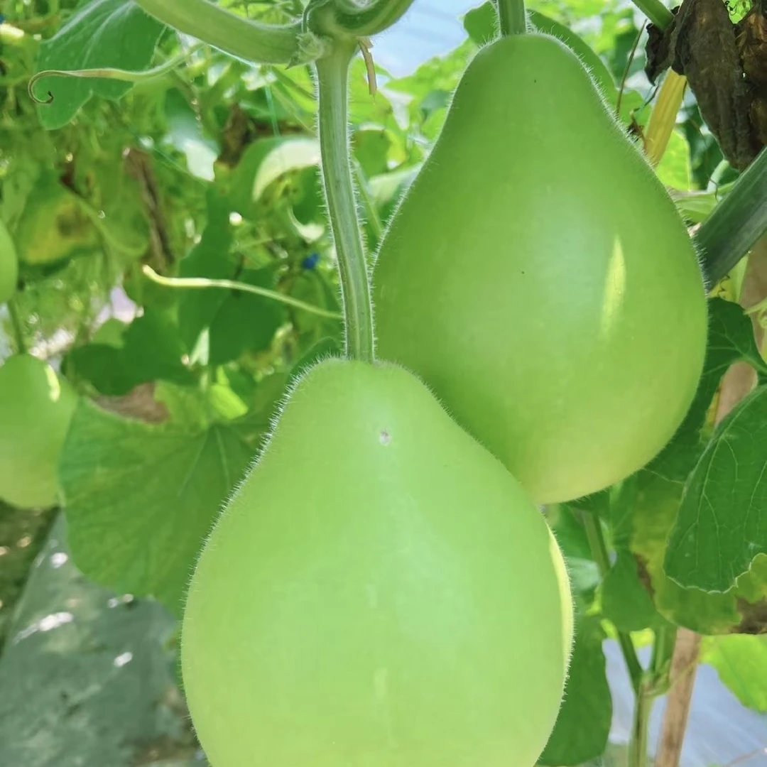 河南农家露天种植新鲜葫芦瓜现摘现发应季蔬菜