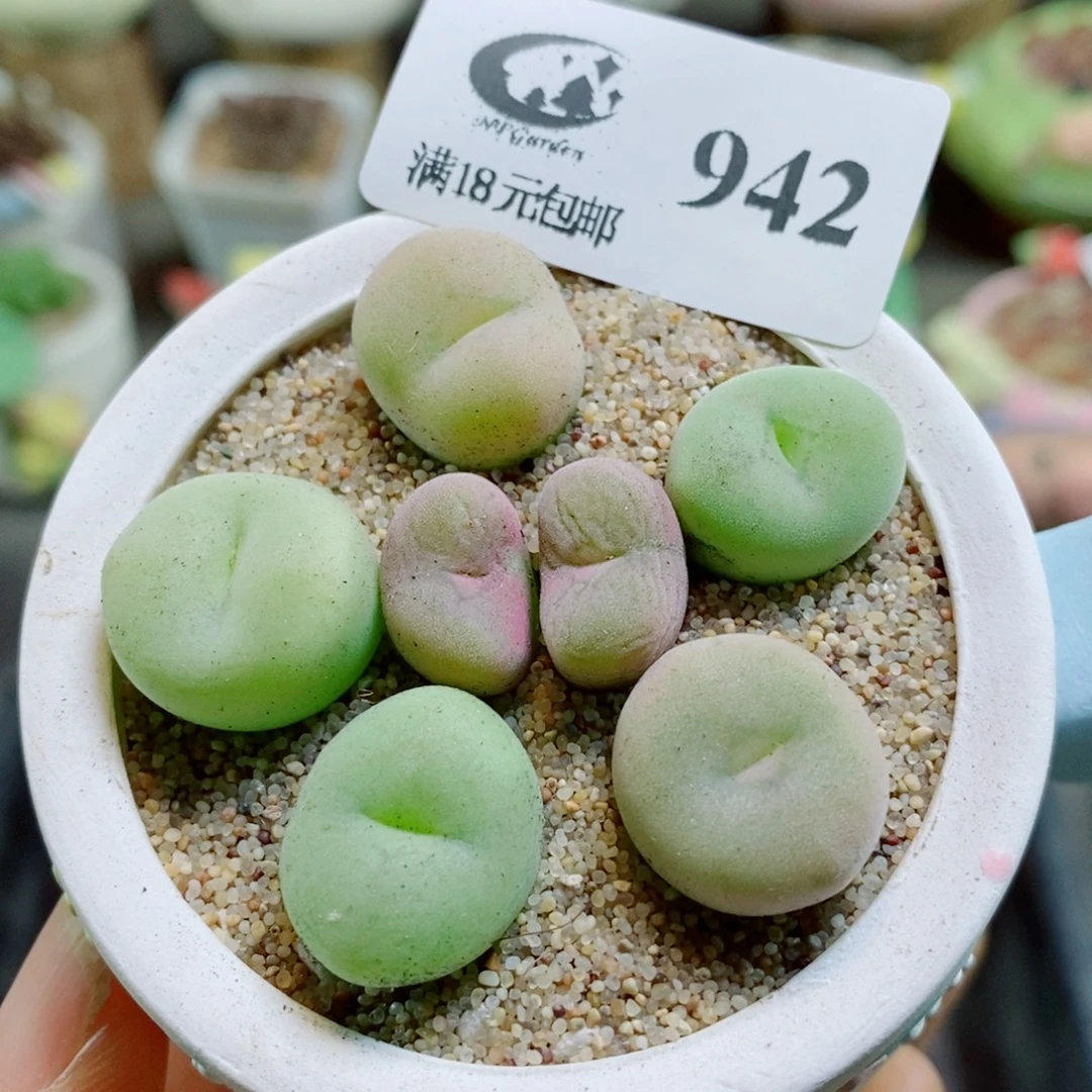 喵***儿生石花花花花花花花942