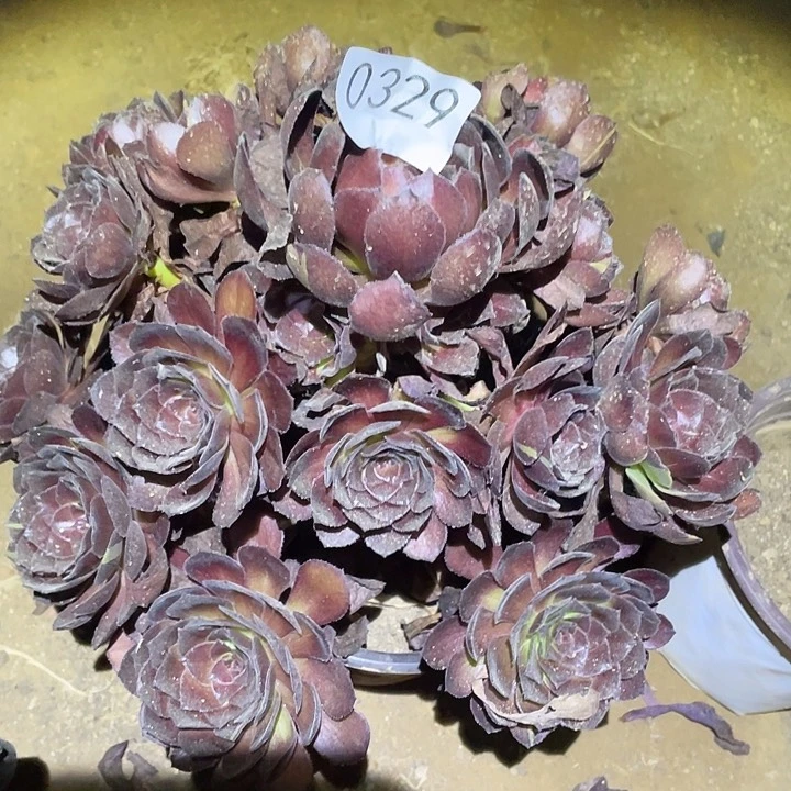 多肉植物法师329黑寡妇