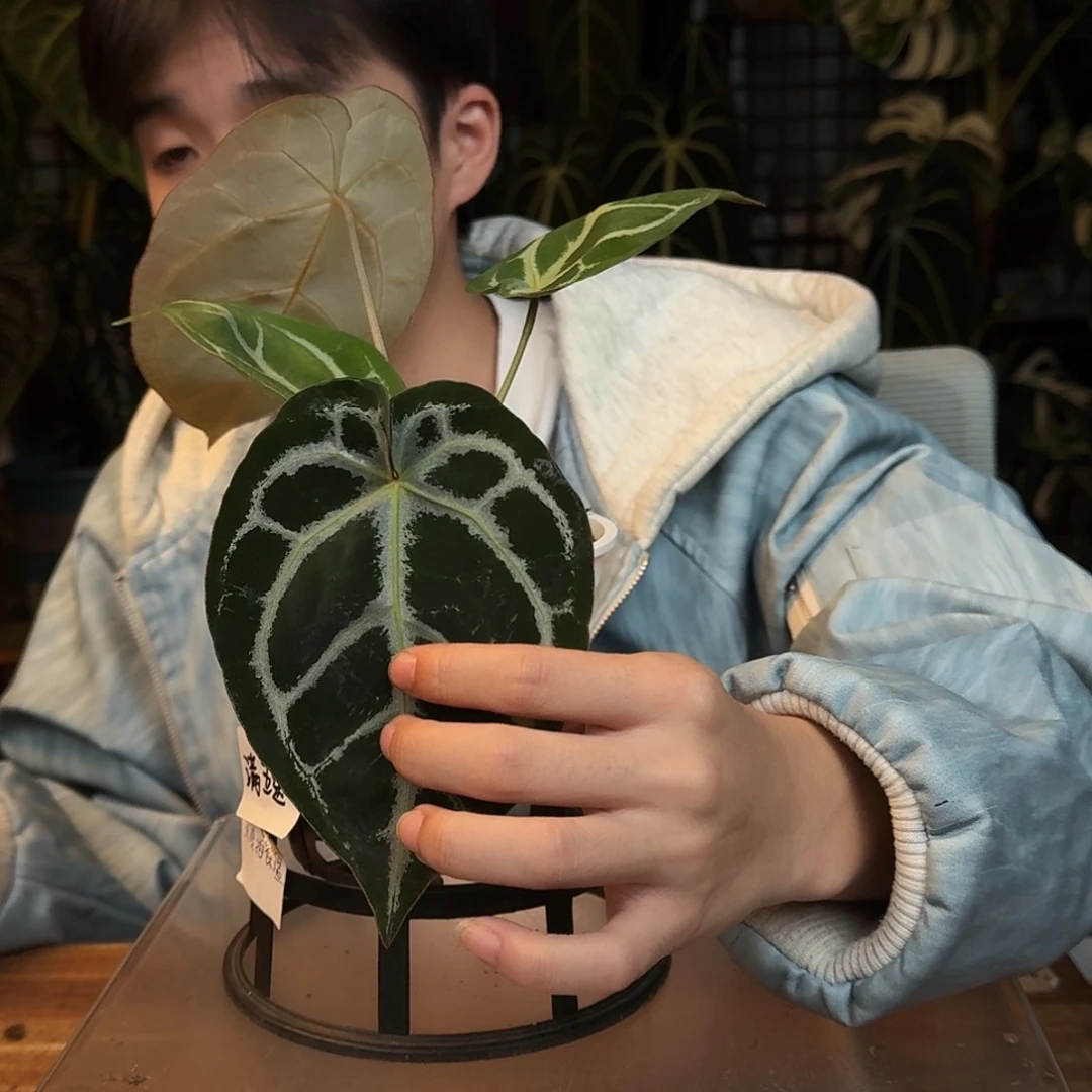 完全开放P35极致铜锣烧杂粉脉撕裂纹
